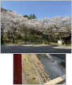 thumb_20250409-083010-35147300-a66abd7f4fd2271ddbd956d3bdc845d7.jpg (77x90)