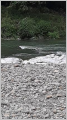 thumb_20250517-213402-63537300-ef19ca308c53db12e5be45e3ff518775.jpg (51x90)
