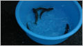 thumb_20250601-234153-63529200-d32ea2aa56116350c60eda42f810d4b4.png (120x67)