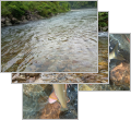 thumb_20250626-071254-82445600-78466324a631fb6fa7441a2953b32246.jpg (120x110)