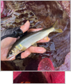 thumb_20260530-233606-47809700-ad3df8038beef61324f14fac2c152f8a.jpg (77x90)