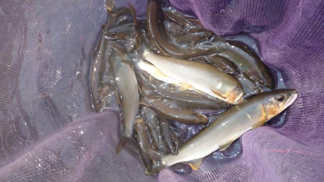 20150808-154926-79485400.jpg (120x68)