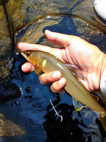 20150808-203538-08564900.jpg (68x90)