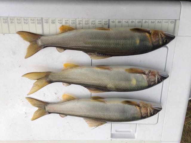 20150809-100941-32971600.jpg (120x90)