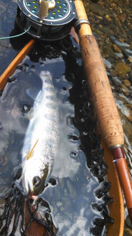 20160427-091421-59750600.jpg (51x90)