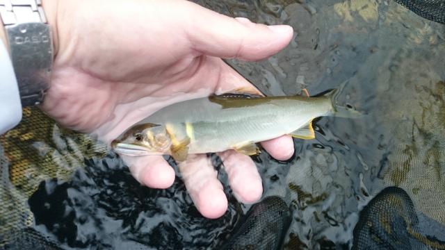 20160613-020114-60436700.jpg (120x68)