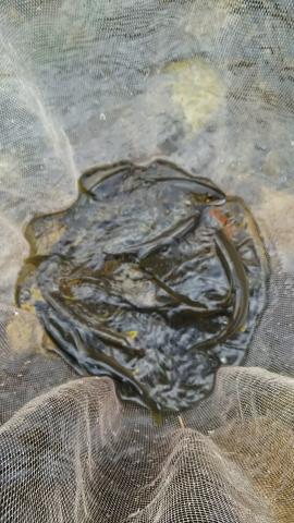20160615-181735-36297800.jpg (51x90)