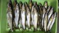 thumb_20170522-214316-07640400-083278f4f58c8ee3de326a3a1812dc70.jpg (120x68)