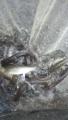 thumb_20170602-074320-09182400-73243c573e8dcf8cead98ad8851486e8.jpg (51x90)