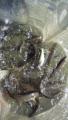 thumb_20170615-055708-82285000-13ea727f039c68d51617490ab37cf715.jpg (51x90)