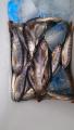 thumb_20170702-204053-42090800-0cdf5ca28f172cd1e111c2f31c63148b.jpg (51x90)
