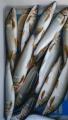 thumb_20170720-210118-06365500-a38ac71a1cc03738c1df5b2e018b2f85.jpg (51x90)