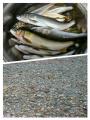 thumb_20170729-060537-24581100-e5a3bd9f69d4770cea3f491e35820427.jpg (68x90)