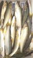 thumb_20170730-200615-29082000-2f8462e4caea4d127b48bf824f0a56fc.jpg (51x90)