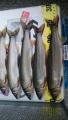 thumb_20170816-003723-35139500-ab855eb0ef576d42746e42c6d7cefc30.jpg (51x90)