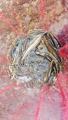 thumb_20170819-204247-64585100-e78a66db741d50d9ae43e5af8be0f483.jpg (51x90)