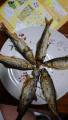 thumb_20170819-211216-06430800-bbd31b0796c3887f58ab3f0b8dcffe0b.jpg (51x90)