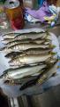 thumb_20170825-214359-05444800-9bb2b59eac69db892407b917d5f984ff.jpg (51x90)
