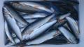 thumb_20170904-064748-52335400-cd04dd47ec7f39c1f8f88e20ccbb3c07.jpg (120x68)