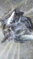 thumb_20170904-070247-11876800-8e812b40596c2080e96588ab762b15e1.jpg (51x90)
