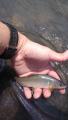 thumb_20170924-185938-80399300-5c6291184646e7ca858c52901a0d3c4a.jpg (51x90)