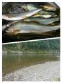 thumb_20170930-204028-40503000-196c455b28a19ab83a42014b16b53a4c.jpg (68x90)