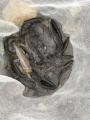 thumb_20171005-195056-65940800-fdfd046f8b41395454c750ebe6f477da.jpg (68x90)