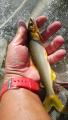 thumb_20171009-105206-20922600-b896013df4c5127ca431eb5fcbaeb96f.jpg (51x90)