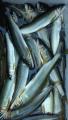 thumb_20171009-122356-30818200-628418ddef649e388d8ae3b6192f35ff.jpg (51x90)