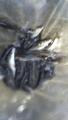 thumb_20171010-095412-69381400-c485782840e4eb74418fcefe5b6e5d0b.jpg (51x90)