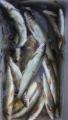 thumb_20171013-113303-65446600-6bee74ed45f6af2f966db18d6bcc025e.jpg (51x90)