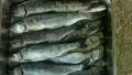 thumb_20180317-181938-53451600-06b82a462c4b3395fc726d02b940646b.jpg (120x68)