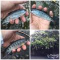 thumb_20180501-084146-53366500-865c94cd7d917b8005b7ef9cd03fc6ac.jpg (90x90)
