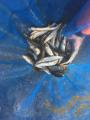 thumb_20180501-181239-77331800-4376e4a59e1f6e22a4e6d5704d80b045.jpg (68x90)