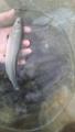 thumb_20180731-222458-46804500-ce418edf46e3c9a6c5e23f9f4d3f5737.jpg (51x90)
