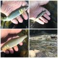 thumb_20180804-203158-86491500-9f0298ef27c0e2c8ecc00045af2f662f.jpg (90x90)