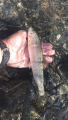 thumb_20180923-200433-94714800-1fcaeb8786223d35b8a4bcb08e80f525.png (51x90)