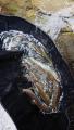 thumb_20190503-100016-66873000-d6fc00a33a704dc30a1ffce8590fe4e2.jpg (51x90)