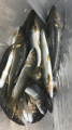 thumb_20190505-170125-25335800-f38419fd30640fc5aa58bd1523622681.png (51x90)