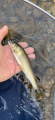 thumb_20190510-230633-80435000-a02cd23de193d84ca73af5bbfaf7904b.png (42x90)