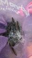 thumb_20190525-195258-13536800-3762af599397d2f028e1c495304dd082.jpg (51x90)
