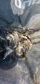 thumb_20190618-052105-78984900-9206ea528c27a3605ab4ff0ba1891e31.jpg (44x90)