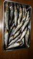 thumb_20190707-214051-27578900-3010ac308c9bde1242041b43fd983f91.jpg (51x90)