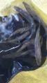 thumb_20190804-203944-30247600-5b7eda1bde61220f5af27db9a73d22f1.jpg (51x90)