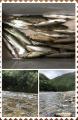 thumb_20190814-072625-72129800-6c96ce0fd3a57dcd72a97d37758f74f4.jpg (59x90)