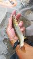 thumb_20190819-153343-79340800-5e0d7ea9b4bcf26a0f5ca5b11925e95b.jpg (51x90)