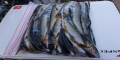 thumb_20190919-202435-78750300-f3a8d926f0af55ef8a4d5b5ea5278d84.png (120x60)