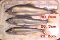 thumb_20190921-203857-49669800-dc4edec00a9968a2645dedea3bffc1df.jpg (120x81)