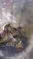 thumb_20191005-201643-30600300-49c0094471efb2aa9693b0ba7871216a.jpg (51x90)
