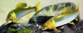 thumb_20191007-082938-96956400-7aa847f8b323fdb168993ecddb398708.jpg (120x48)